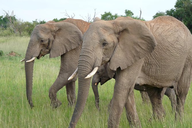 8 Days Safari to Amboseli, Great Rift Valley Lakes & Masai Mara - Day 6-7 Masai Mara: Golden Savannah, Big Cats, and Big Five Odds