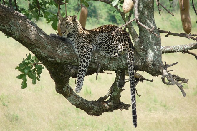 8 Days Safari to Amboseli, Great Rift Valley Lakes & Masai Mara - Day 8: Masai Culture Before Nairobi, With a Narok Stop