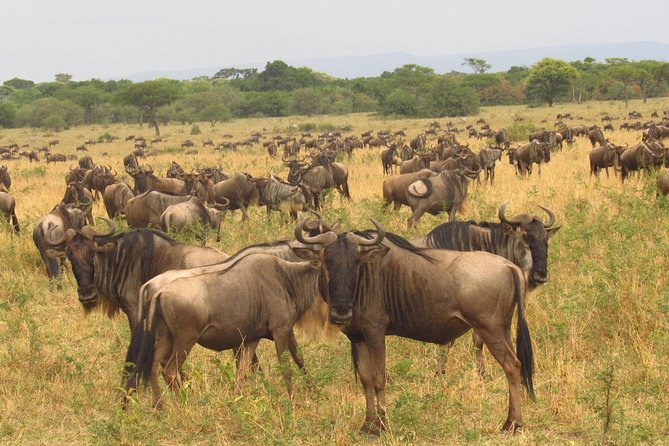 8 Days Safari to Amboseli, Great Rift Valley Lakes & Masai Mara - Price and What You Actually Get for $2,800
