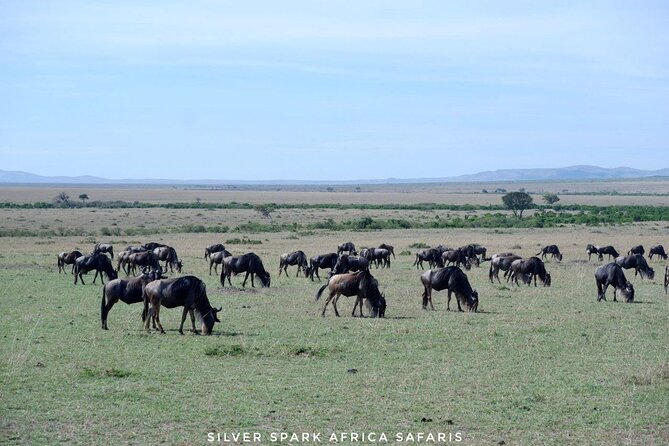 8 Days: Tsavo East National Park Amboseli, Nakuru, Maasai Mara Park - Day in Tsavo East: red-earth elephants, lions, and a Voi Safari Lodge home base