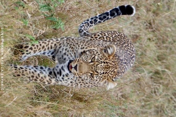 8 Days: Tsavo East National Park Amboseli, Nakuru, Maasai Mara Park - Amboseli National Park: Kilimanjaro panoramas and elephant-herd photography time