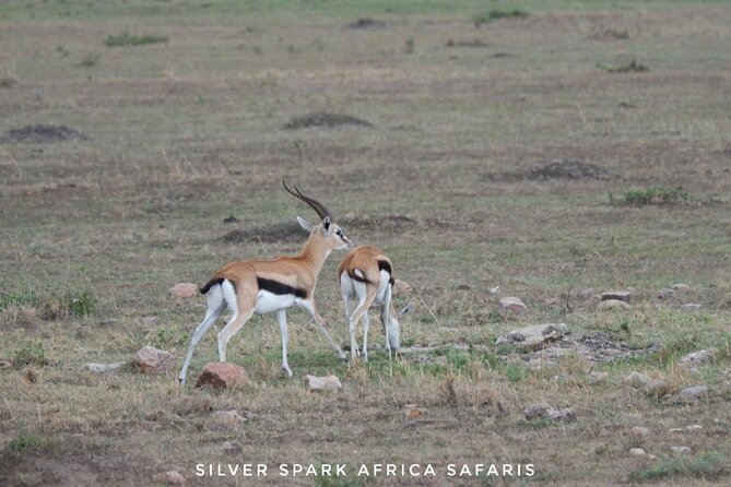 8 Days: Tsavo East National Park Amboseli, Nakuru, Maasai Mara Park - Maasai Mara: classic savanna, Big Five searches, and an optional hot-air balloon