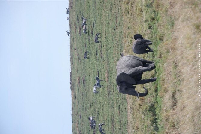8 Days: Tsavo East National Park Amboseli, Nakuru, Maasai Mara Park - Lodges, comfort, and why transfers shape your safari