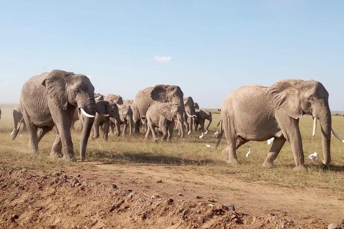 8 Days: Tsavo East National Park Amboseli, Nakuru, Maasai Mara Park - Morning Tsavo East game drive, plus Voi River and Galana Falls country