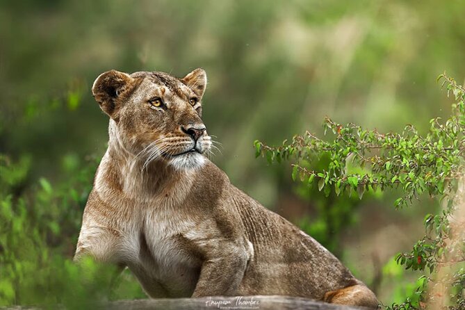 9 Day Private Luxury Spectacle Safari Majestic Kenya Wonderland - Amboseli for Kilimanjaro mornings and close elephant encounters