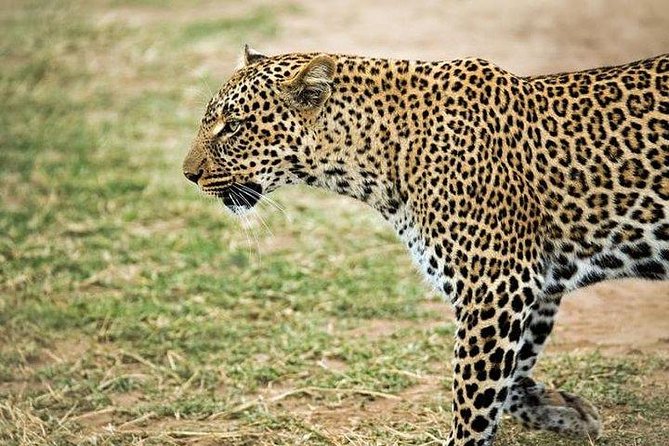 9 days, 8 nights budget Kenya and Tanzania safari - Day 2: Maasai Mara full-day drive, Mara River migration corridor, Maasai culture