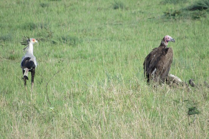 9 Days Amboseli-Ol Pejeta-Aberdare-Nakuru-Naivasha-Masai Mara - Day 3 Ol Pejeta Conservancy: Northern white rhinos and chimp sanctuary time