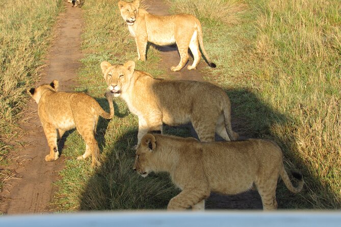 9 Days Amboseli-Ol Pejeta-Aberdare-Nakuru-Naivasha-Masai Mara - Day 5 Lake Nakuru: park-inside lodging and another game-drive rhythm