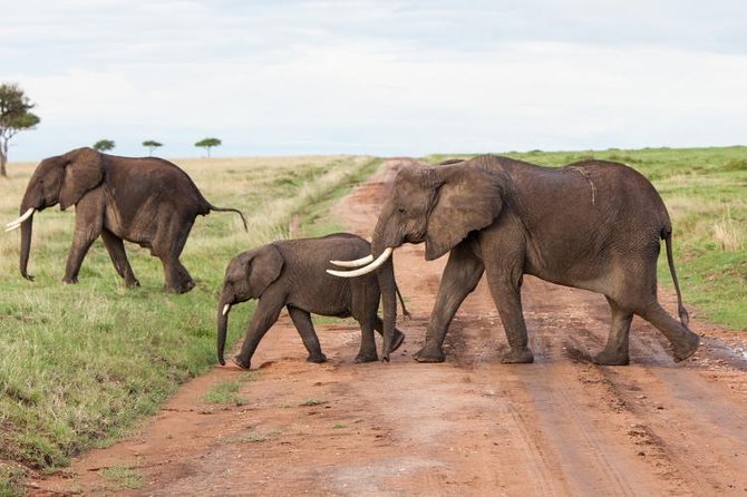 9-Days Best of Kenya Wildlife Private 4X4 Jeep Safari - A 9-Day Route That Hits Mara, Lakes, and Two Tsavos