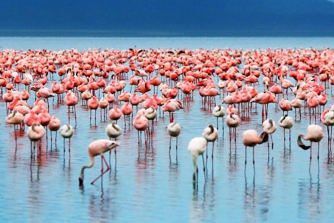 9-Days Best of Kenya Wildlife Private 4X4 Jeep Safari - Amboseli Days 5-6: Kilimanjaro Views Depend on Weather, Not Luck