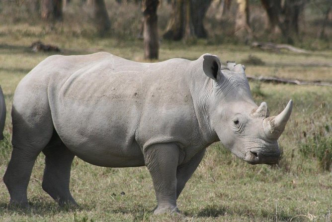 9-Days Best of Kenya Wildlife Private 4X4 Jeep Safari - Food, Lodging Pace, and What Is Included (and Not)