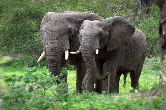 9-Days Best of Kenya Wildlife Private 4X4 Jeep Safari - Price and Value of $4,385 Per Person: What You Are Really Paying For