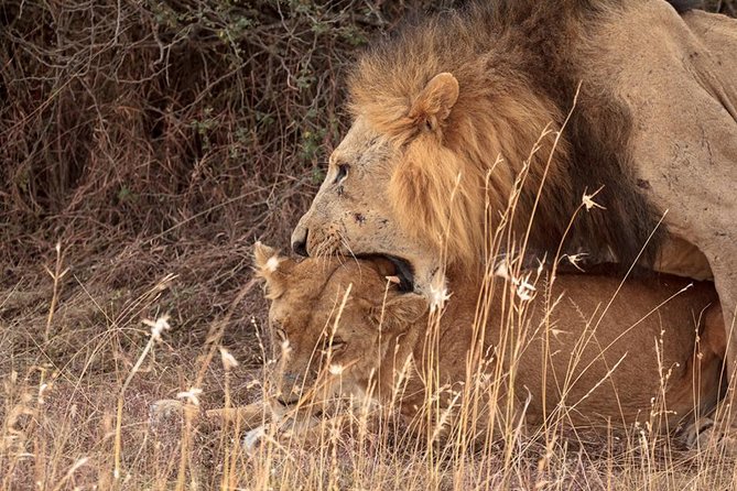 9- Days Classic Kenya Family Safari - Lake Nakuru: Flamingos, Rhino Sanctuary Time, and Bird-Friendly Viewing