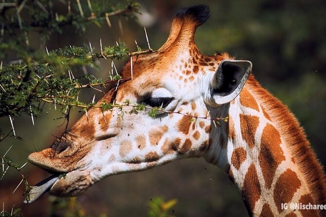 9- Days Classic Kenya Family Safari - Lake Naivasha Boat Ride Plus Optional Hell’s Gate for a More Active Day