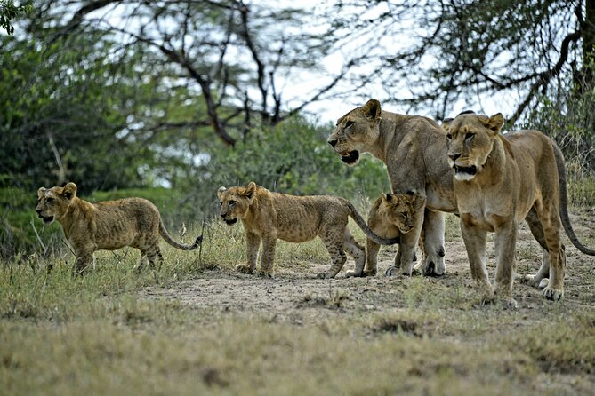 9- Days Classic Kenya Family Safari - Returning to Nairobi With One Last Early Drive
