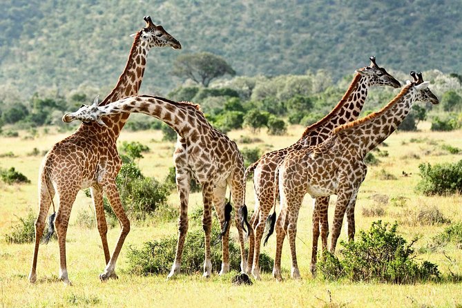 9 Days Kenya Classic Lodge Safari - The Kenya Classic route, from Nairobi to Tsavo East