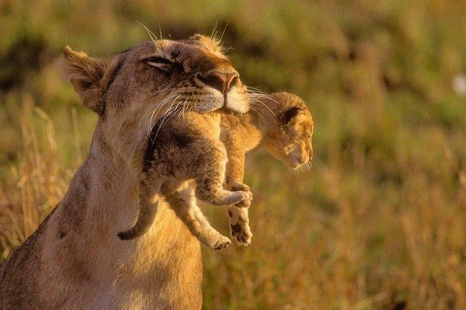 9 Days Kenya Classic Lodge Safari - Lake Nakuru and Naivasha: flamingoes, birds, and Hell’s Gate vibes