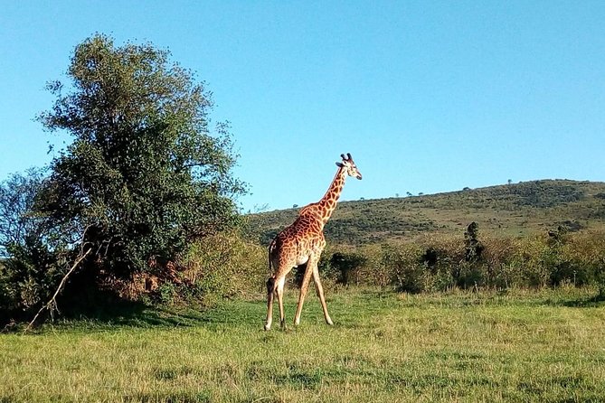 9 Days Kenya Classic Lodge Safari - Guides like Martin and Stephen make the difference