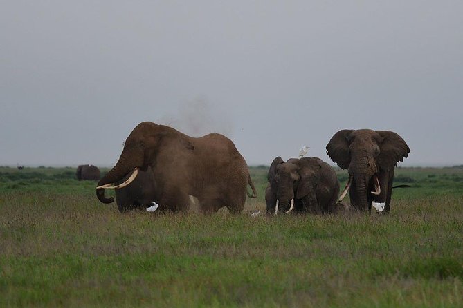 9 Days Samburu- Nakuru- Mara-Naivasha- Amboseli Wild Safari - Day 4 and 5: Maasai Mara, sunset viewing, and Mara River crossing chances