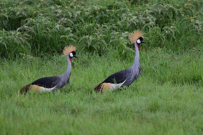9 Days Samburu- Nakuru- Mara-Naivasha- Amboseli Wild Safari - Day 7: Hells Gate, walkable wildlife vibes, then Amboseli by evening