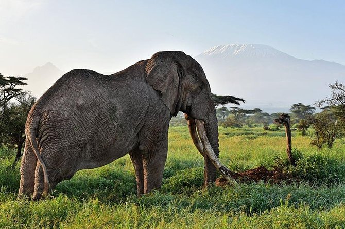 9 Days Samburu- Nakuru- Mara-Naivasha- Amboseli Wild Safari - Day 8: Full Amboseli day for elephant herds and Kilimanjaro views