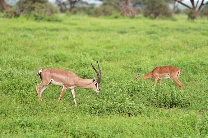 9 Days Samburu- Nakuru- Mara-Naivasha- Amboseli Wild Safari - Day 3: Nakuru’s rhinos, flamingoes, and big bird energy