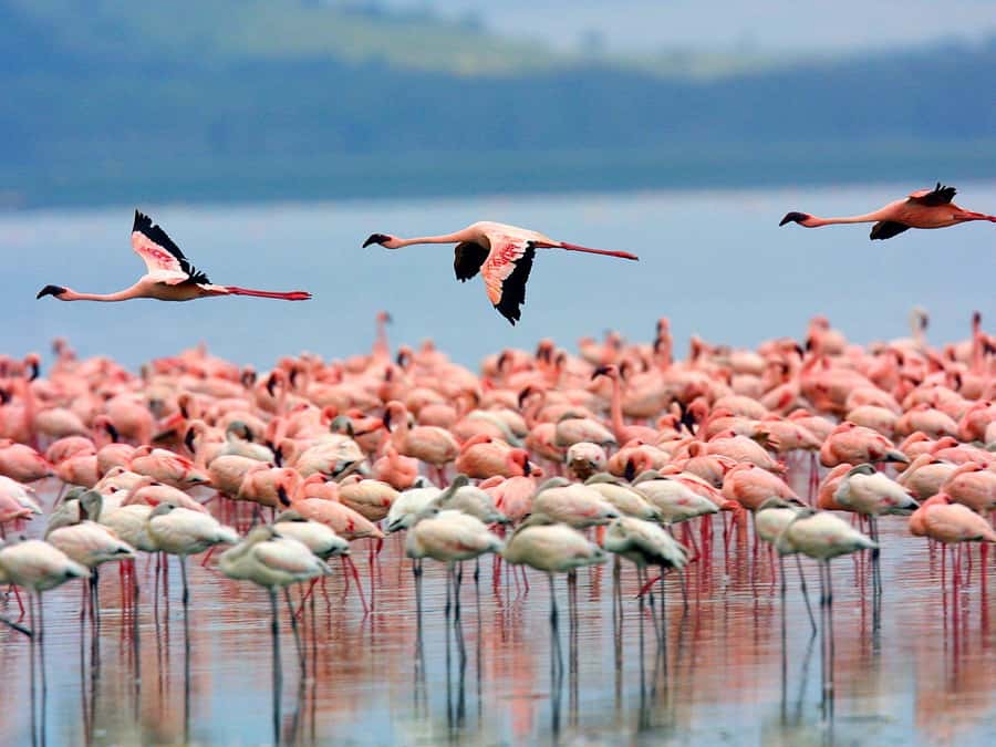 A day tour; Lake Nakuru national park& L. Naivasha Boat ride - Key Takeaways Before You Go