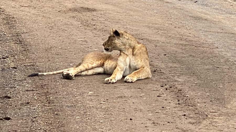 A day tour; Lake Nakuru national park& L. Naivasha Boat ride - The Real Price: $145 Base Plus Park Entry and Add-Ons