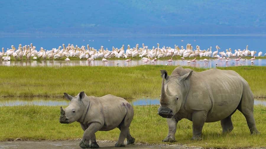 A day tour; Lake Nakuru national park& L. Naivasha Boat ride - Lake Nakuru National Park Game Drive, Where the Birds Steal the Show