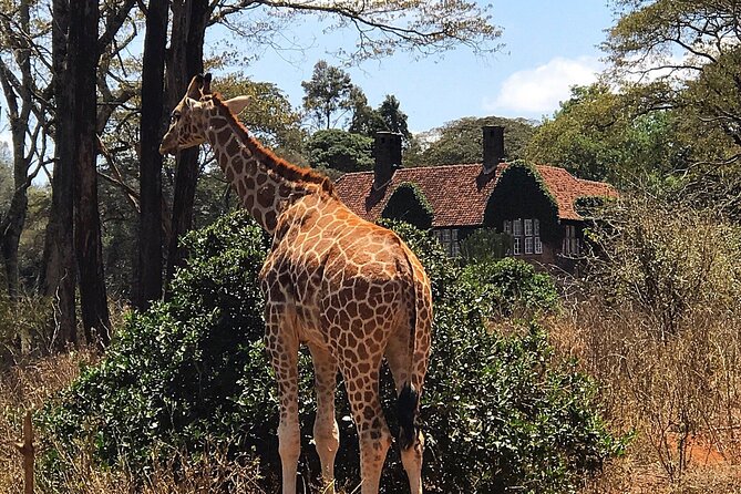 A Day Tour to Giraffe Center in Nairobi Kenya - Pickup, timing, and how long the whole day really takes