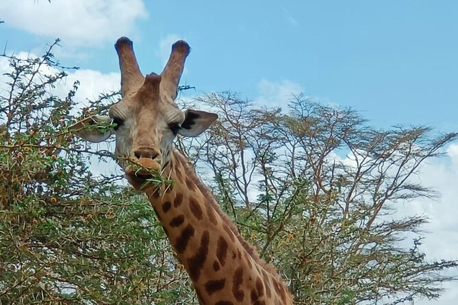 A Day Tour to Giraffe Center in Nairobi Kenya - Optional shopping and coffee: keep it truly optional