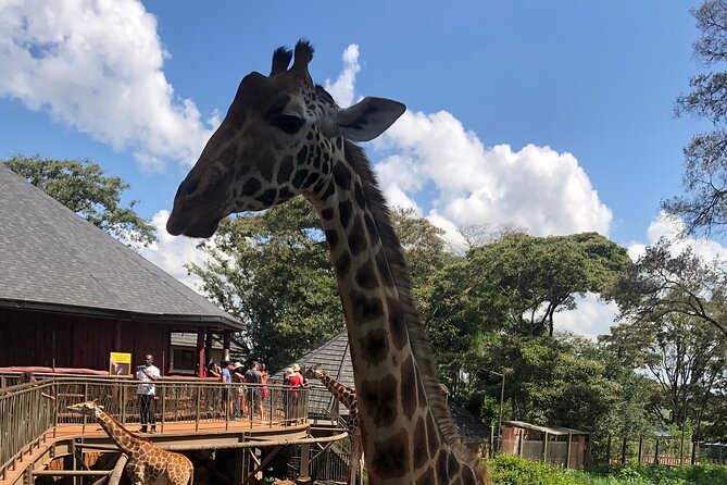 A Day Tour to Giraffe Center in Nairobi Kenya - Group format, private feel, and how that affects your experience