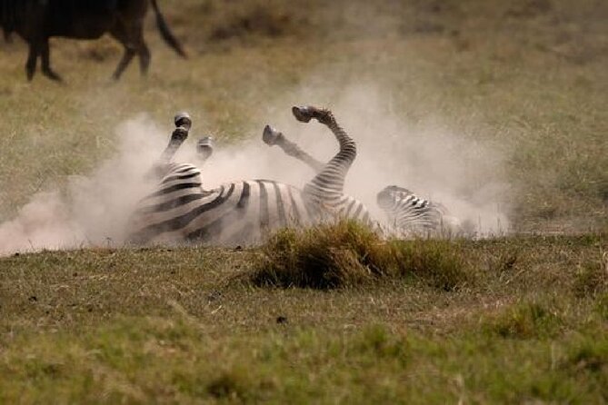 A thrilling Kenya 4 Days Adventure: Masai Mara &Lake Nakuru - Day 2 Sunrise Drive in the Mara: When Predators Are Most Likely