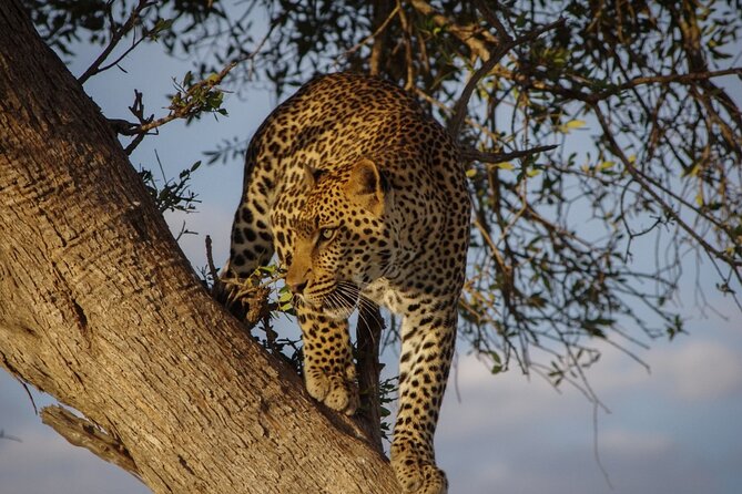 A thrilling Kenya 4 Days Adventure: Masai Mara &Lake Nakuru - Nairobi to Masai Mara: The Rift Valley Drive That Sets the Tone