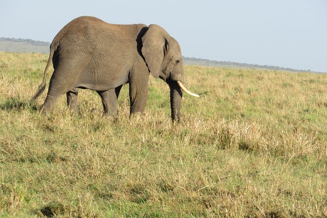 Adventure-fueled 3 Days Maasai Mara Safari - Day 2: Full-day Mara drives, picnic lunch inside the park, and the balloon option