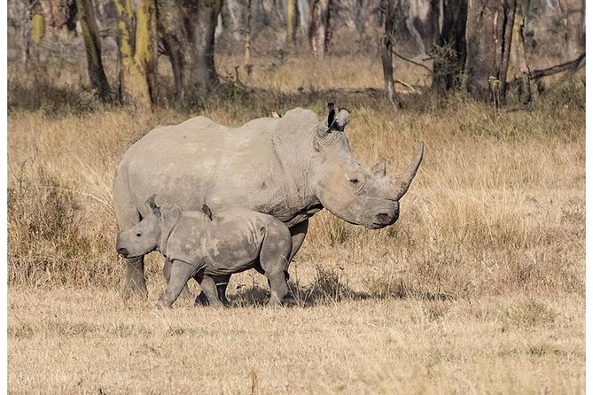 African Wildlife & Nature - 5 Kenya national parks - 6 day Jeep Safari - Tsavo West to Nairobi, a private safari with real movement