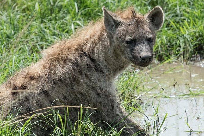 African Wildlife & Nature - 5 Kenya national parks - 6 day Jeep Safari - Hell’s Gate bicycle morning and the drive into Maasai Mara