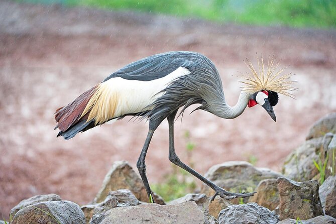 African Wildlife Safari 7 Days - Key highlights
