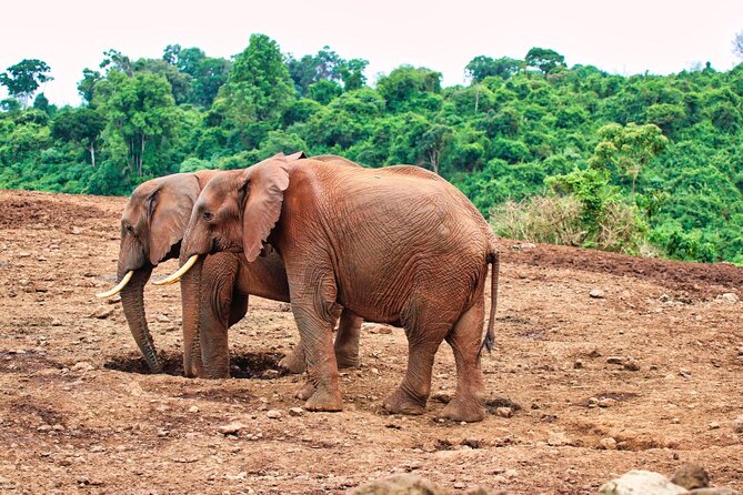 African Wildlife Safari 7 Days - What You’re Actually Getting From This 7-Day Kenyan Safari