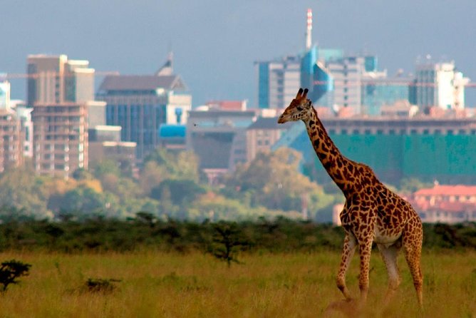 Afternoon half day mini safari to Nairobi National Park - Nairobi National Park, right next door to the city