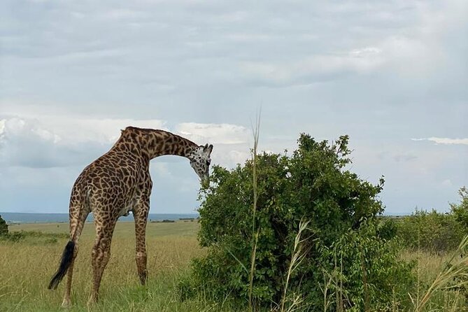 Afternoon half day mini safari to Nairobi National Park - Price and logistics: is $190 worth it for one afternoon?