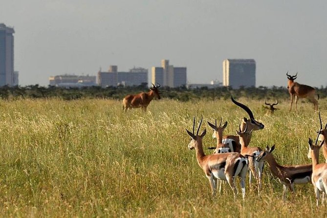 Afternoon half day mini safari to Nairobi National Park - Best fit: who should book this mini safari