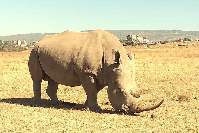 Afternoon half day mini safari to Nairobi National Park - Should you book Perfect Safaris for an afternoon mini safari?