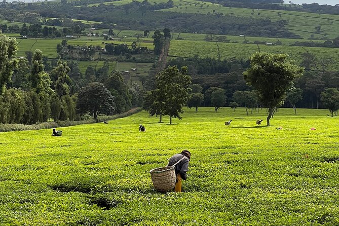 Agro-Tourism Tea Workshop in Nandi Hills - Key highlights to look for