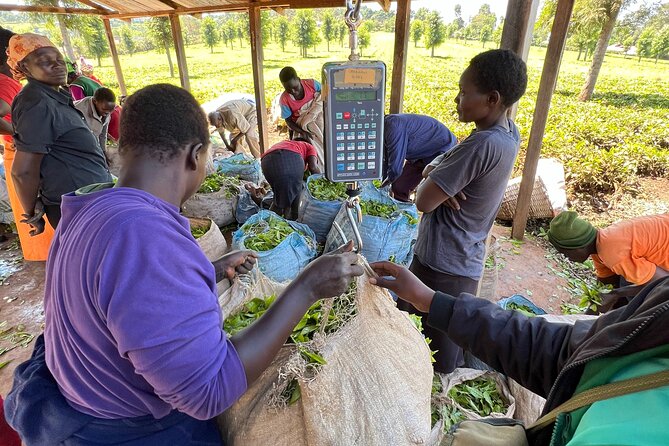 Agro-Tourism Tea Workshop in Nandi Hills - Tea pluckers: skill, repetition, and real work you can respect