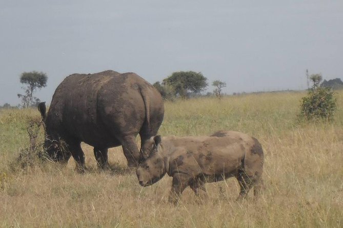 Airport Pick Up To Nairobi National Park / Drop Off - The game drive in a pop-up roof van: spotting animals without the stress