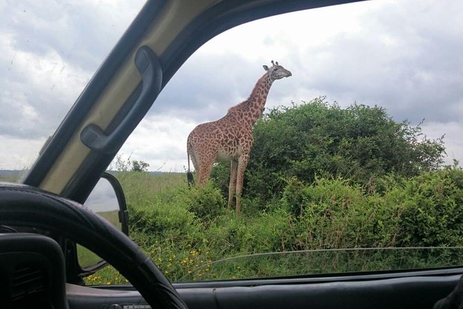 Airport Pick Up To Nairobi National Park / Drop Off - Who should book this airport-to-park safari