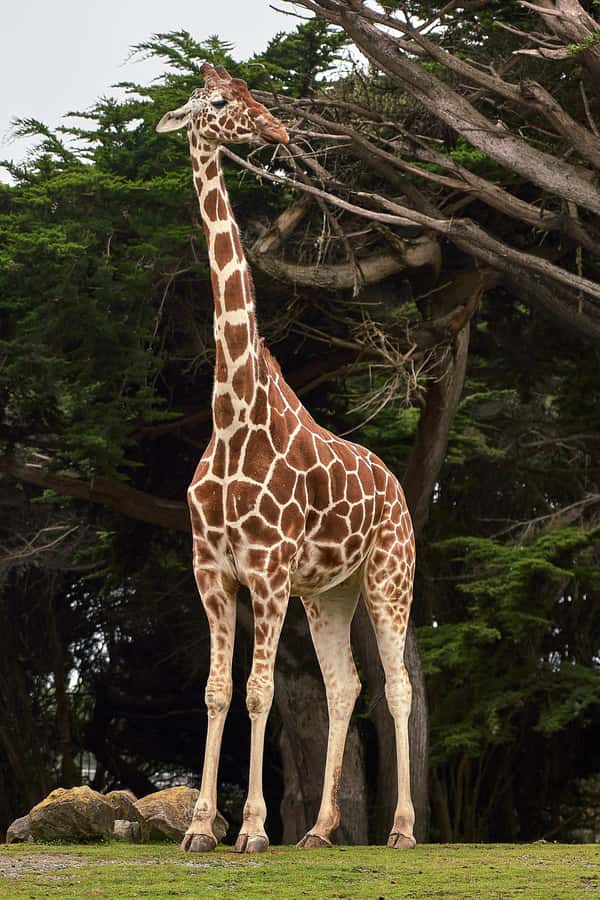 All-Inclusive: Giraffe Centre & Kazuri Beads Factory Visit - Key points to know before you go