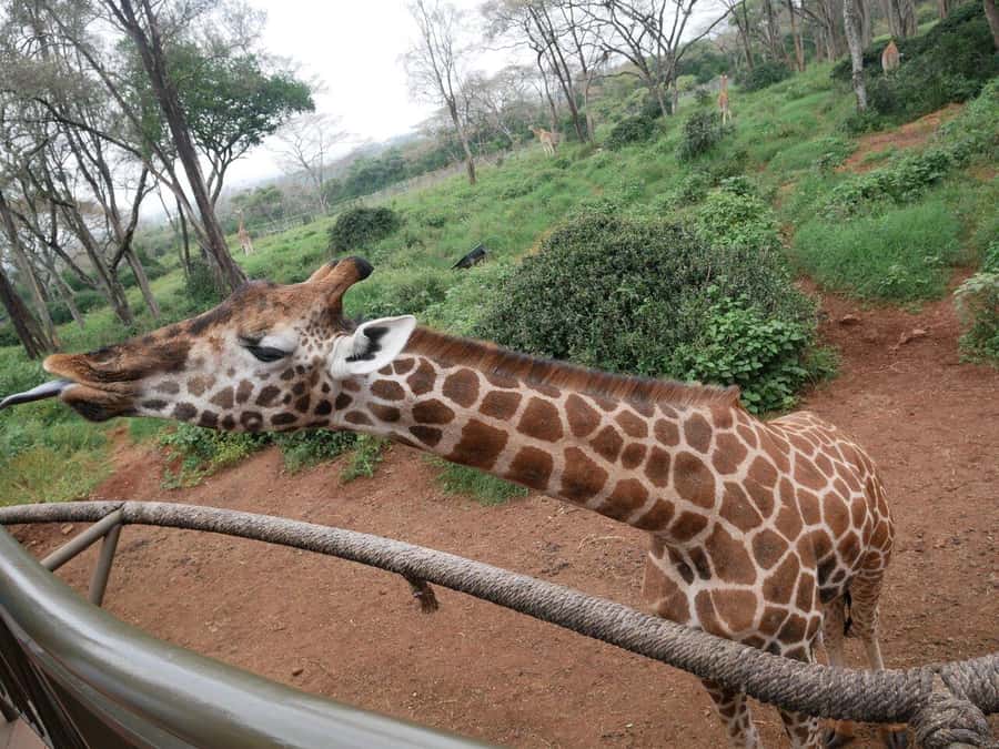 All-Inclusive: Giraffe Centre & Kazuri Beads Factory Visit - Karen’s Giraffe Centre, up close with conservation