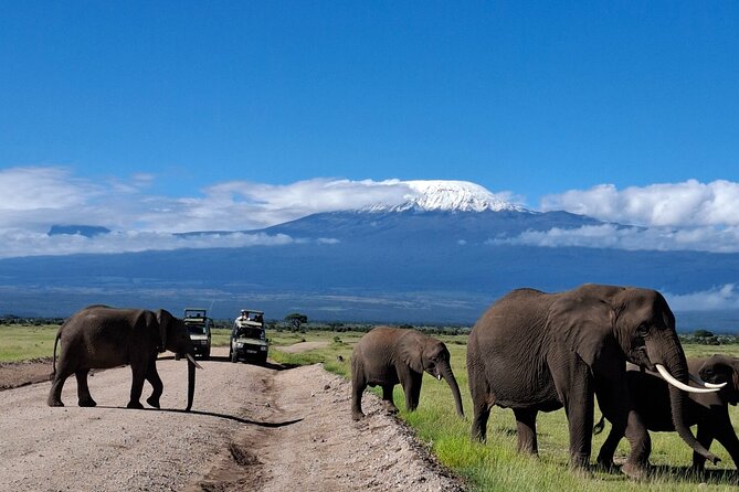 Amboseli Day Tour from Nairobi - Nairobi to Amboseli: the magic is in the early start